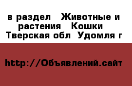  в раздел : Животные и растения » Кошки . Тверская обл.,Удомля г.